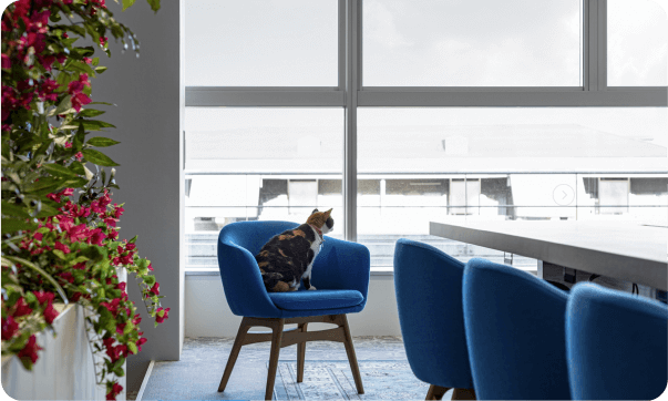 インフォ・ラウンジ社内の写真：青い椅子に三毛猫が座っている